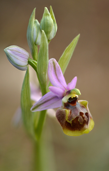 Ophrys linearis