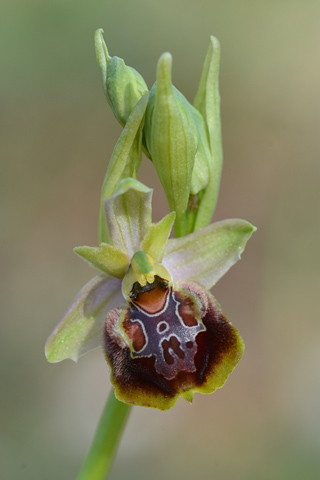 Ophrys pseudoscolopax