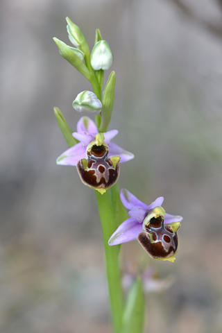 Ophrys linearis