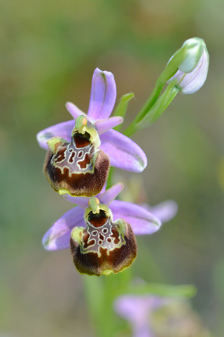 Ophrys linearis