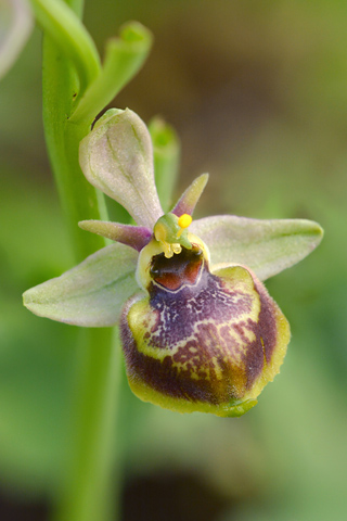 Ophrys linearis