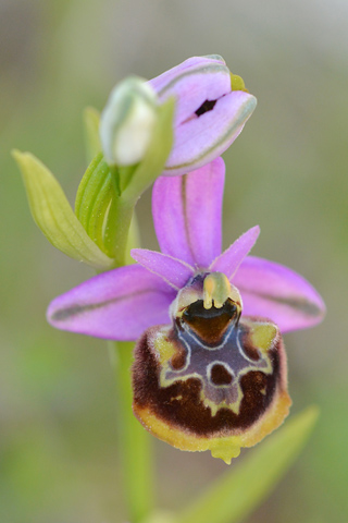 Ophrys linearis
