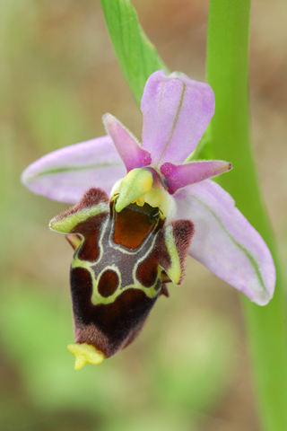 Ophrys linearis