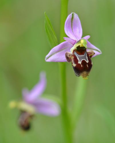 Ophrys querciphila