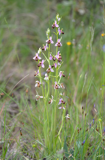 Ophrys querciphila