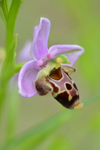 Ophrys querciphila