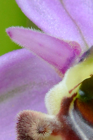Ophrys querciphila