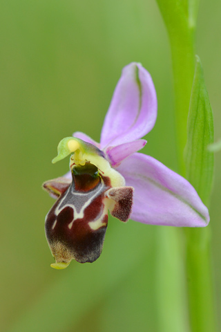 Ophrys querciphila