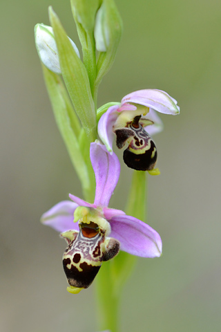 Ophrys querciphila