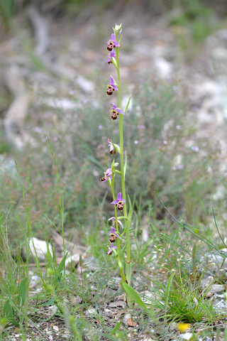 Ophrys querciphila