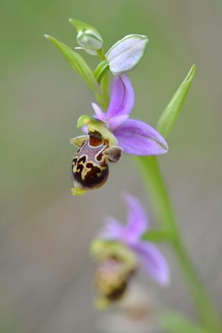 Ophrys querciphila