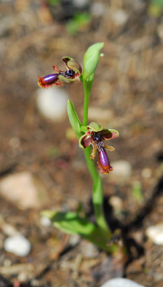 Ophrys regis-ferdinandii