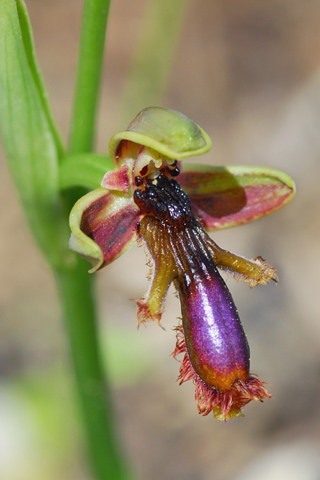 Ophrys regis-ferdinandii