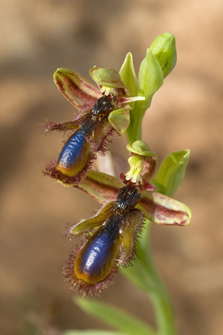 Ophrys regis-ferdinandii