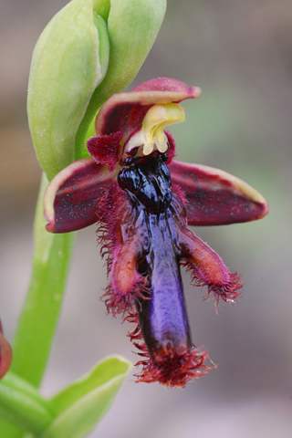 Ophrys regis-ferdinandii
