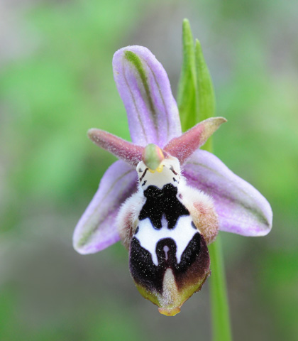 Ophrys reinholdii