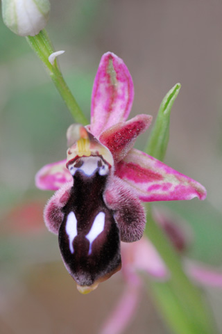 Ophrys reinholdii