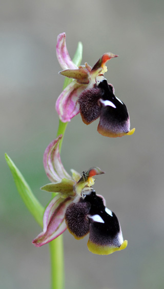 Ophrys reinholdii