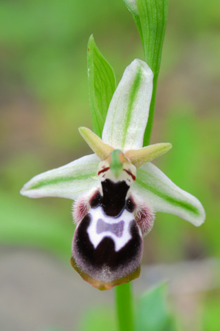 Ophrys reinholdii