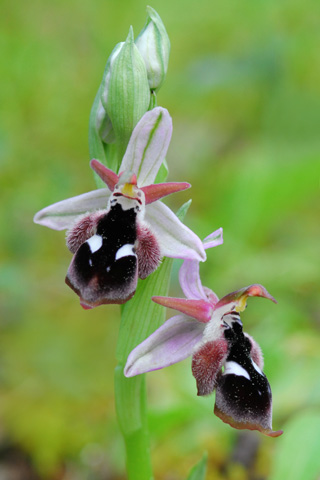 Ophrys reinholdii