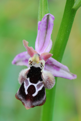 Ophrys reinholdii