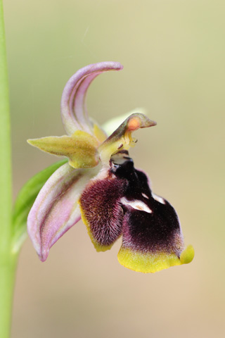 Ophrys reinholdii