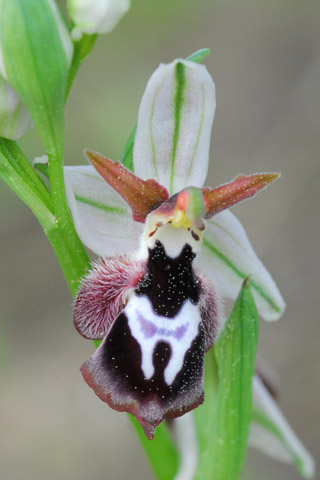 Ophrys reinholdii