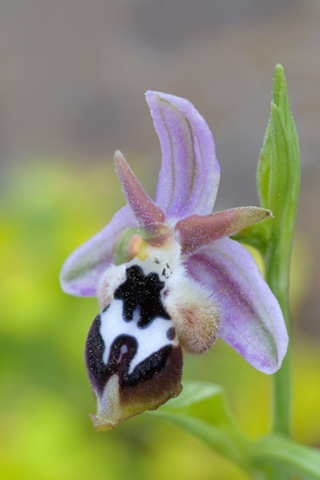 Ophrys reinholdii