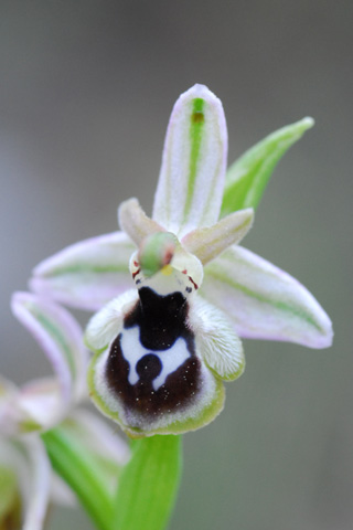 Ophrys reinholdii