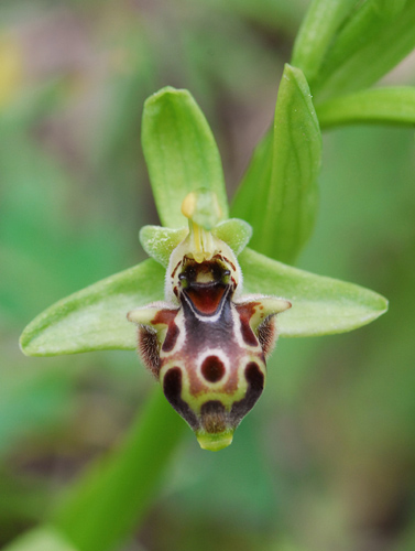Ophrys_rhodia