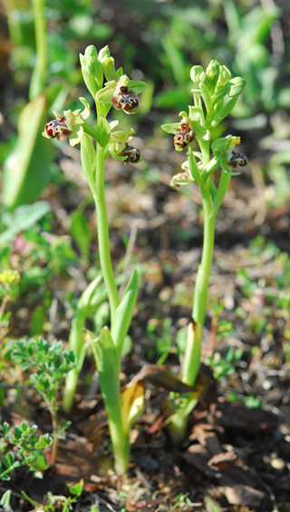 Ophrys_rhodia