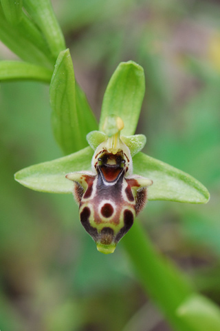 Ophrys_rhodia