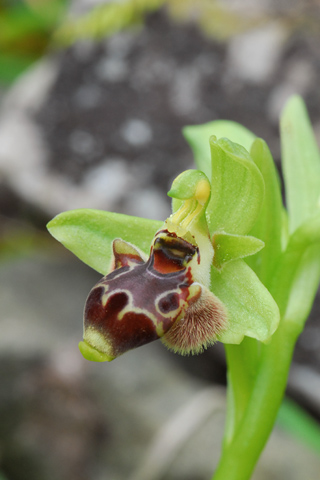 Ophrys_rhodia