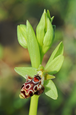 Ophrys_rhodia