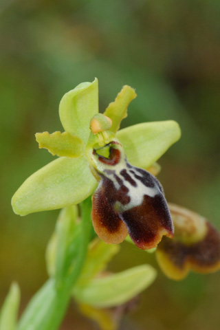 Ophrys lutea x riojana