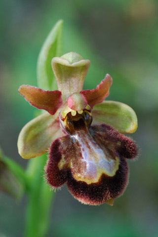 Ophrys riojana x speculum