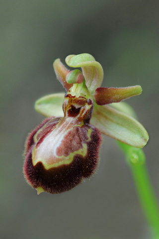 Ophrys riojana x speculum