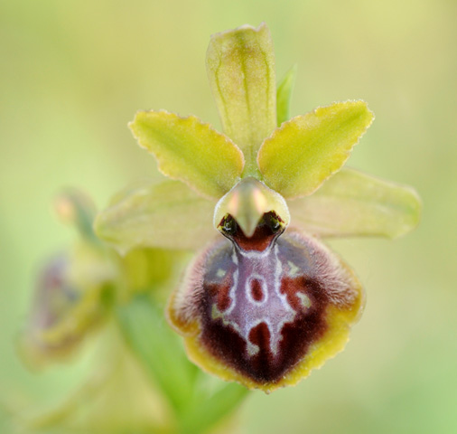 Ophrys riojana