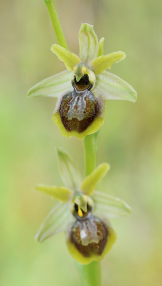 Ophrys riojana