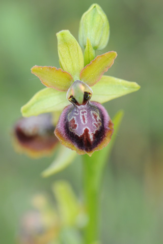 Ophrys riojana