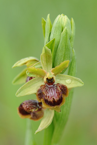 Ophrys riojana