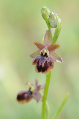 Ophrys riojana