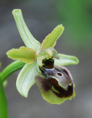 Ophrys riojana