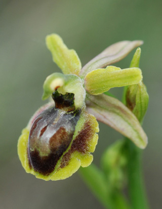 Ophrys riojana