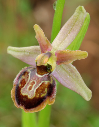 Ophrys riojana