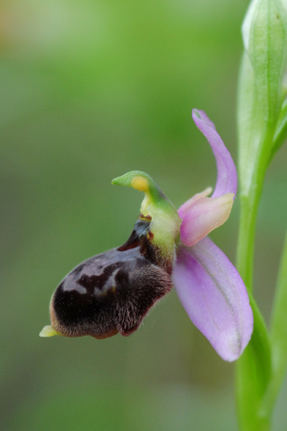 Ophrys aveyronensis x passionis