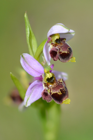 Ophrys dinarica x santonica