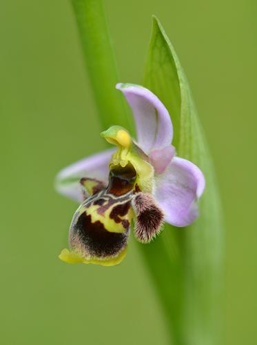 Ophrys santonica