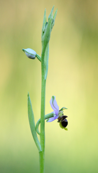 Ophrys santonica