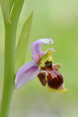 Ophrys santonica